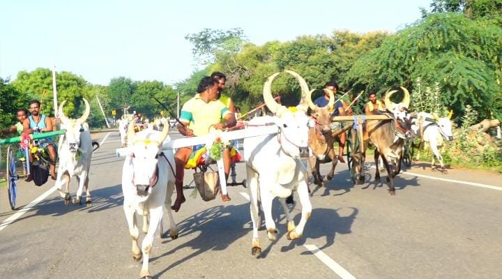 காளாப்பூரில் இரட்டை மாட்டுவண்டிப் பந்தயம்