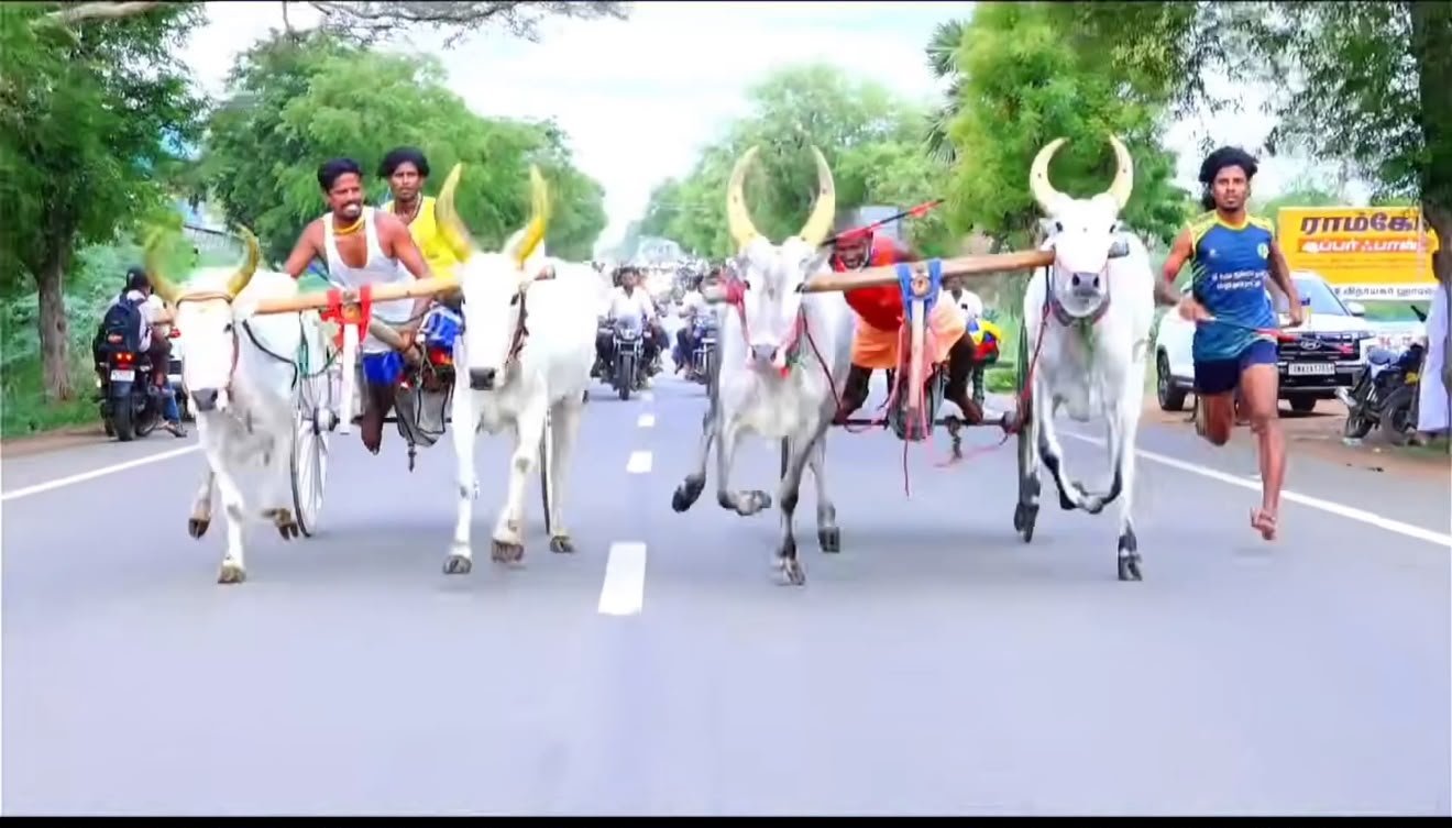 கொல்லங்குடியில் களைகட்டிய மாட்டு வண்டிப் பந்தயம்