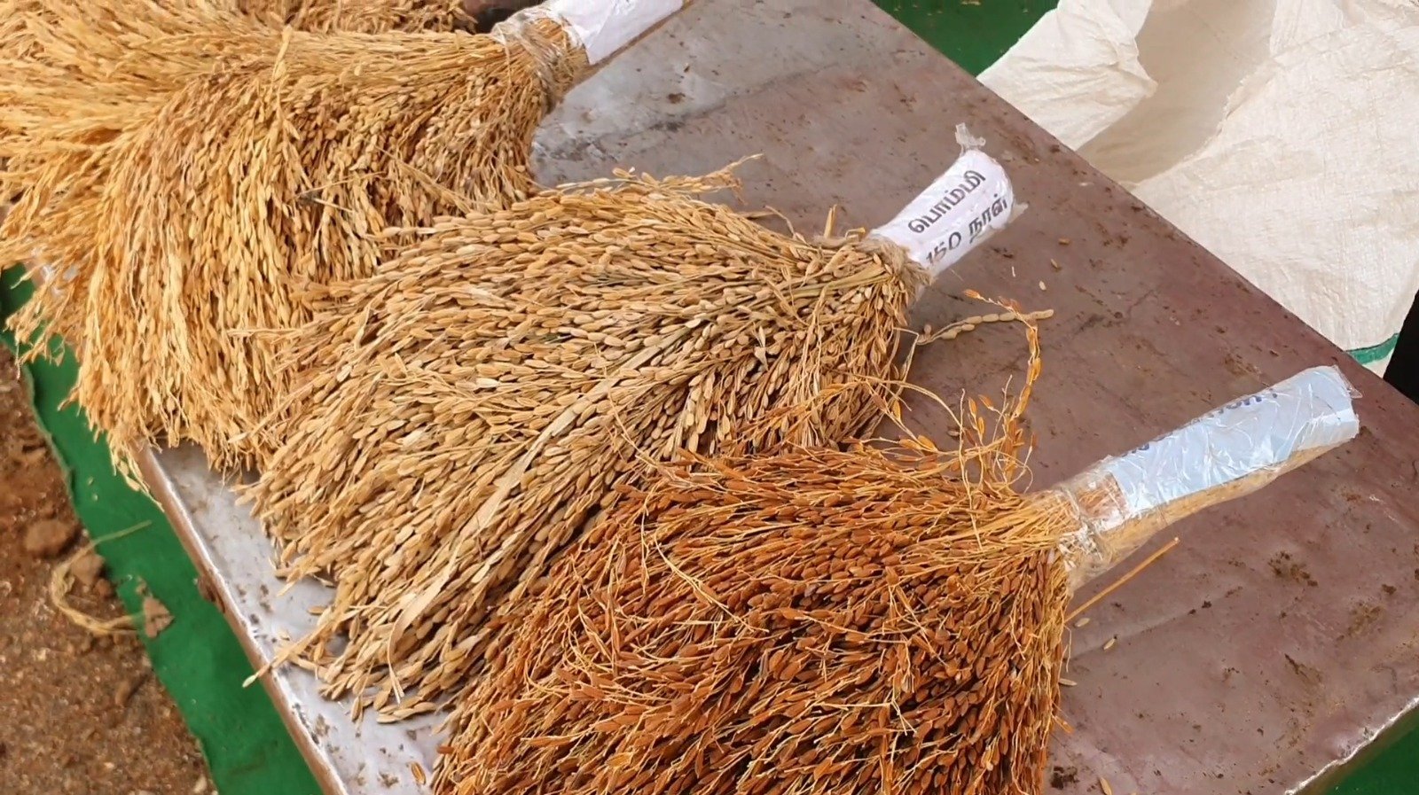 சிவகங்கை மன்னர் மேல்நிலைப் பள்ளியில் பாரம்பரிய விதை திருவிழா 